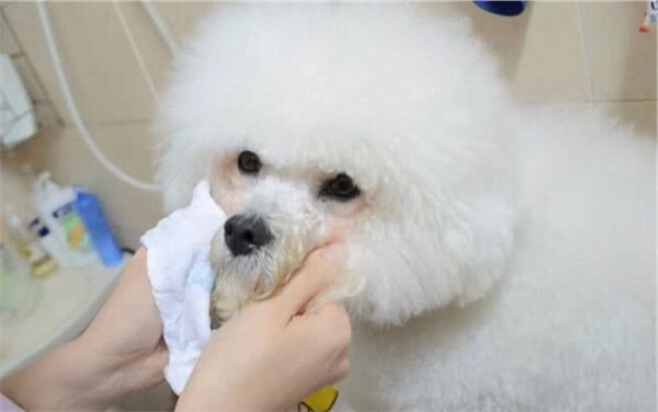 如何在家给狗狗体检？这几个办法，请你收好