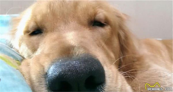 如何在家给狗狗体检？这几个办法，请你收好