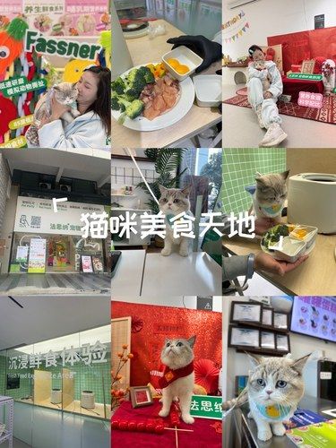 找了一个猫咪开大餐的好去处！猫猫和朋友的下午