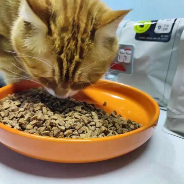 猫粮烘焙技术培训课件图片，探索猫食制作的魅力技艺