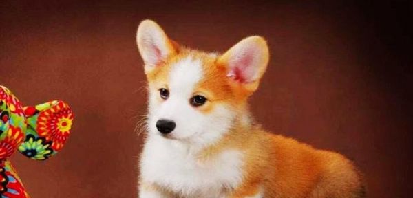 探索狗狗世界——品种多样的宠物犬（了解各种犬的特点与需求）