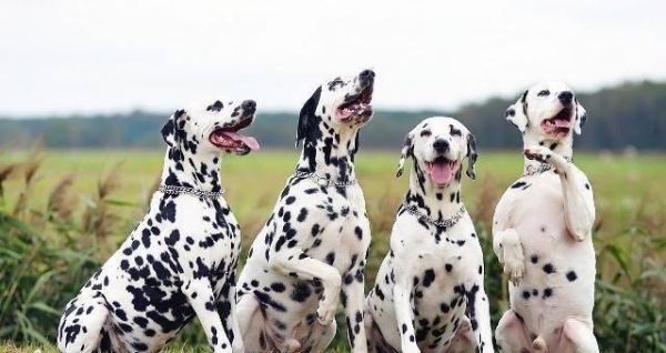探索狗狗世界——品种多样的宠物犬（了解各种犬的特点与需求）