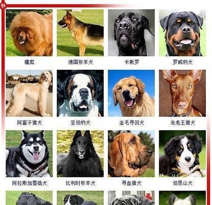 认识27种常见狗狗，了解它们的特点与魅力（多样狗狗品种引领宠物界，让你爱不释手！）