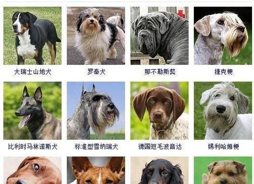 认识27种常见狗狗，了解它们的特点与魅力（多样狗狗品种引领宠物界，让你爱不释手！）