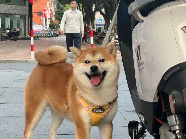 日本土狗柴犬：性格特点全解析