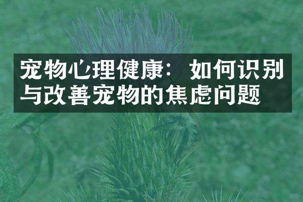宠物心理健康：如何识别与改善宠物的焦虑问题