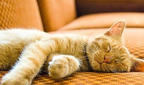 宠物猫欢乐互动,玩转日常时光