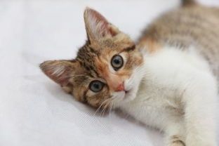 宠物猫欢乐互动,玩转日常时光