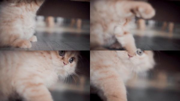 POV：小猫可爱猫咪宠物与宠物互动