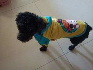 我的小狗狗特别爱美，爱穿衣服
