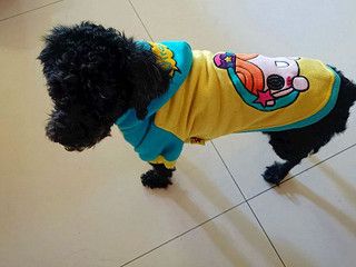 我的小狗狗特别爱美，爱穿衣服