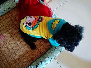 我的小狗狗特别爱美，爱穿衣服