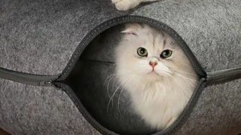 宠物年货，那就给主子们一个更好的窝吧