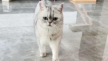 宠物年货你备了吗？