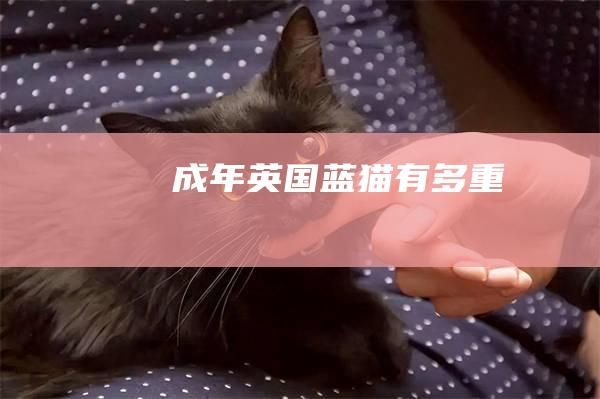 成年英国蓝猫有多重