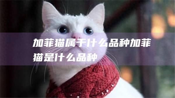 加菲猫属于什么品种加菲猫是什么品种