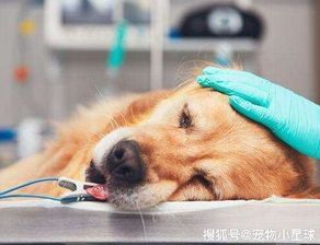 狗狗四级护理,每周一次,呵护健康伴成长。