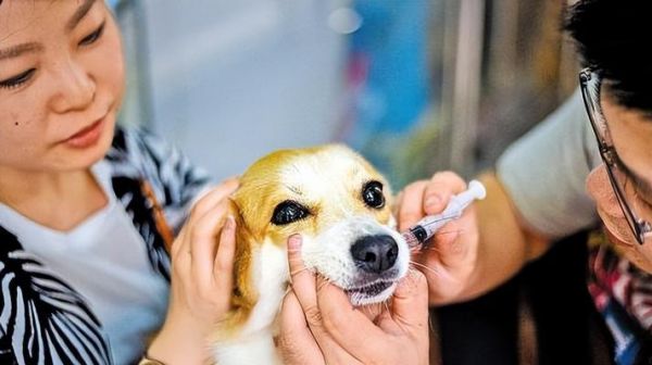 狗狗疫苗与体检（了解狗狗疫苗和体检的相关费用及时间安排）
