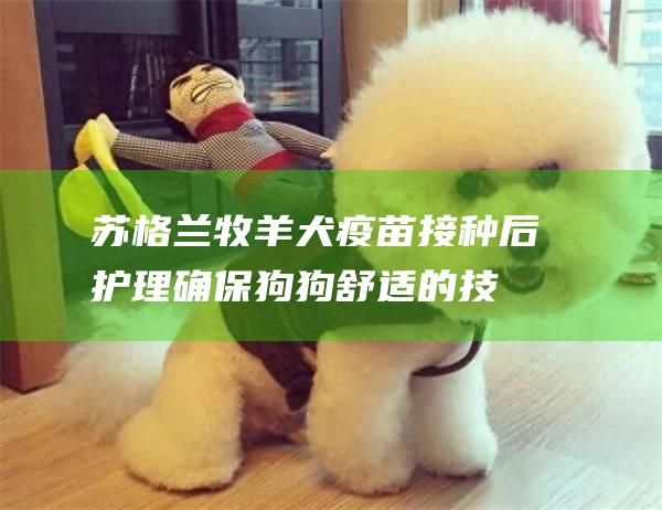 苏格兰牧羊犬疫苗接种后护理确保狗狗舒适的技