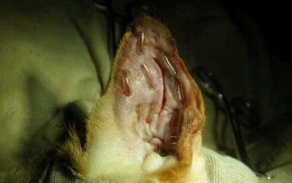 猫接种疫苗后食欲变差