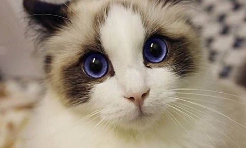猫接种疫苗后食欲变差