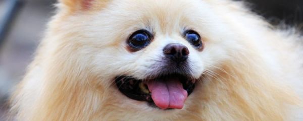 老年犬要注意什么?老年狗狗容易出现六大问题