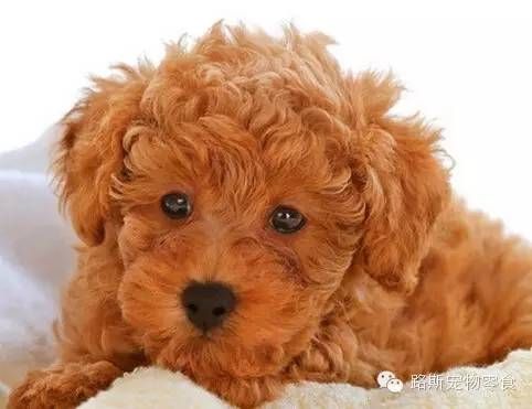 泰迪犬专属食谱:制作美味狗粮的秘诀大公开!