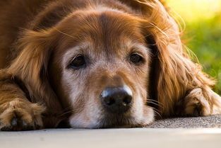“宠物体检必看项目,老年犬健康指南!”