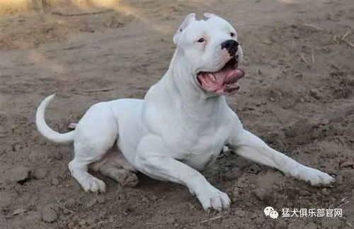 “杜高犬食谱大揭秘,宠物营养师亲授!”