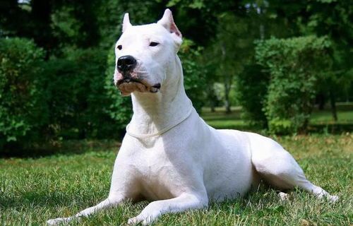 “杜高犬食谱大揭秘,宠物营养师亲授!”