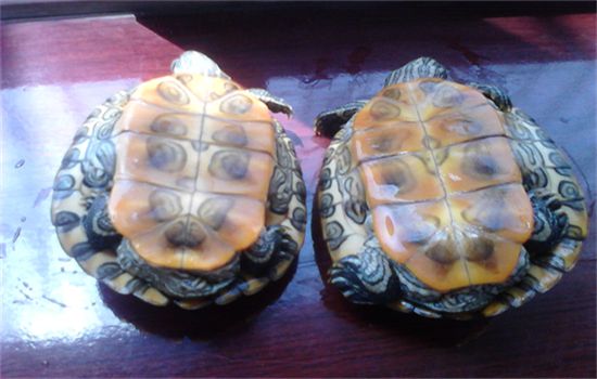 乌龟为什么要冬眠