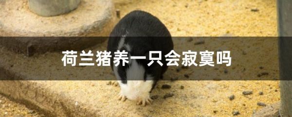 荷兰猪养一只会寂寞吗