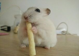 仓鼠美食清单，养仓鼠攻略！