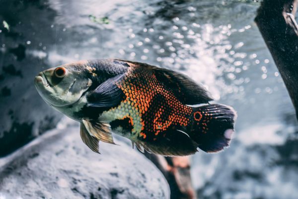 比较人气的水族论坛(水族论坛排行榜) 2024第28届中国国际宠物水族展览会CIPS（长城宠物展2024 CIPS） 第2张