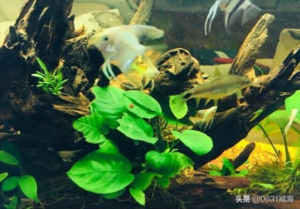 鱼知不知道饥饱？以养燕鱼为实例讲下，都有什么表现特征呢？
