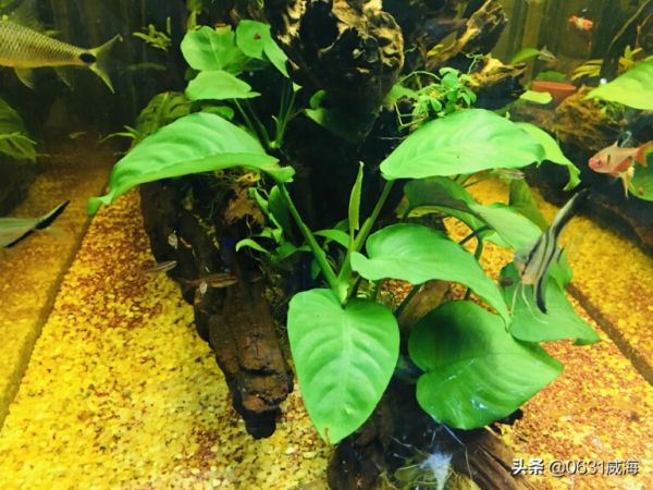 鱼知不知道饥饱？以养燕鱼为实例讲下，都有什么表现特征呢？