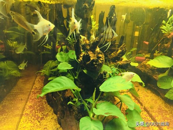 鱼知不知道饥饱？以养燕鱼为实例讲下，都有什么表现特征呢？