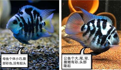 揭秘宠物鱼的性别辨识技巧：轻松辨别鱼的雄雌！