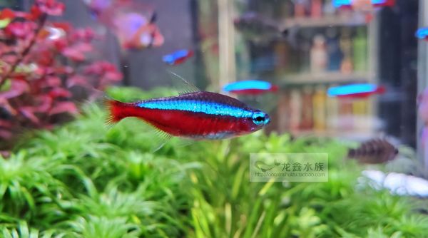 红色热带观赏鱼品种（热带观赏鱼品种鉴别热带观赏鱼品种需要一定的专业知识和实践经验） 祥龙进口元宝凤凰鱼 第2张