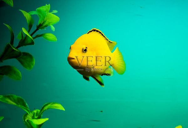 五颜六色的鲜鱼在水族馆里游泳。有小宠物的水族馆。照片摄影图片