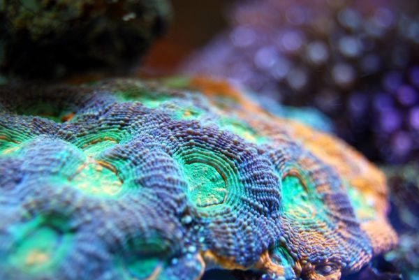 莆田观赏鱼水族馆地址电话号码 观赏鱼 第1张