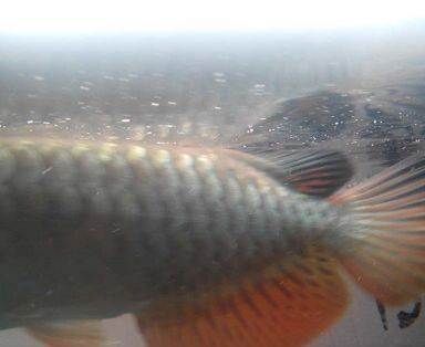 迁安市鱼众不同水族馆（迁安水族馆电话） 全国水族馆企业名录