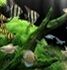 DreamAquarium1.240 汉化增强版