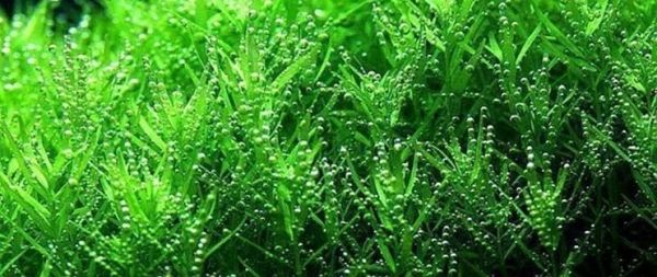 深圳市宝安区民治缤纷水族馆（深圳宝安区民治缤纷水族馆） 全国观赏鱼市场