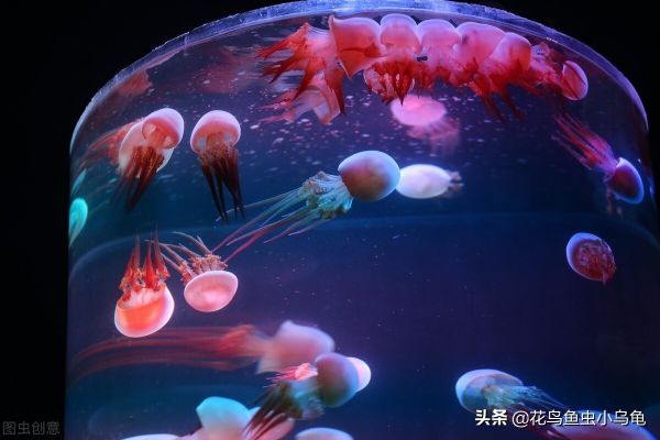 适合室内养的50种动物便宜又好养,适合室内养的50种动物