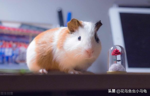 适合室内养的50种动物便宜又好养,适合室内养的50种动物