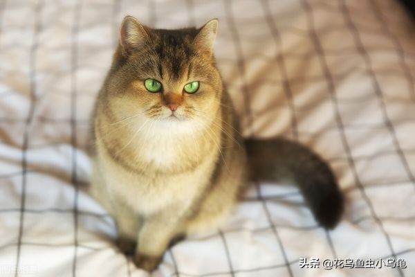 适合室内养的50种动物便宜又好养,适合室内养的50种动物