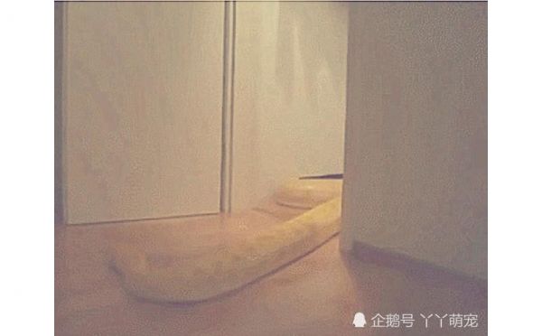女孩出门上班，把宠物蛇关在家里，结果监控画面让她简直意想不到