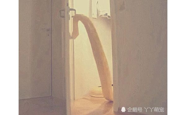 女孩出门上班，把宠物蛇关在家里，结果监控画面让她简直意想不到