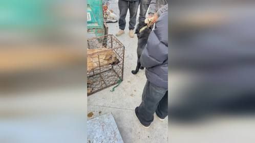 主人拿钱早走掉，黄狗着急一直乱叫找主人，养狗五年感情这样结束